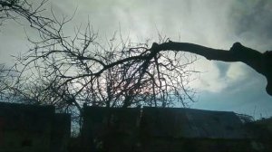 Обрезка абрикоса СТАРОГО 30+ лет или как ОМОЛОДИТЬ абрикос старый ГРАМОТНО?