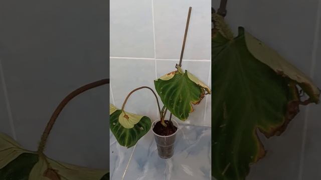 Филодендрон Веррукозум(бородавчатый)