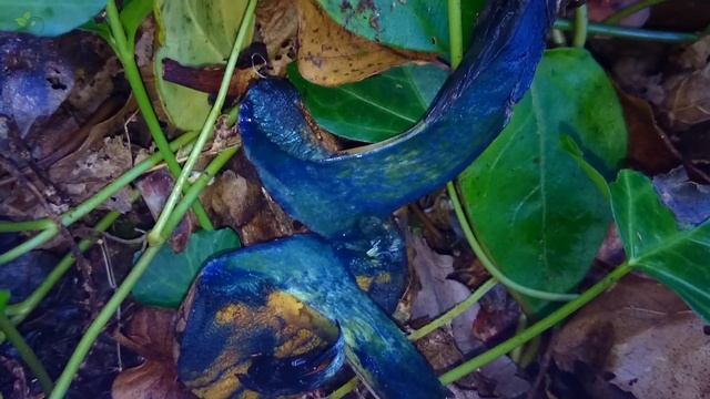 The Inkstain Bolete (Boletus pulverulentus) смотреть онлайн