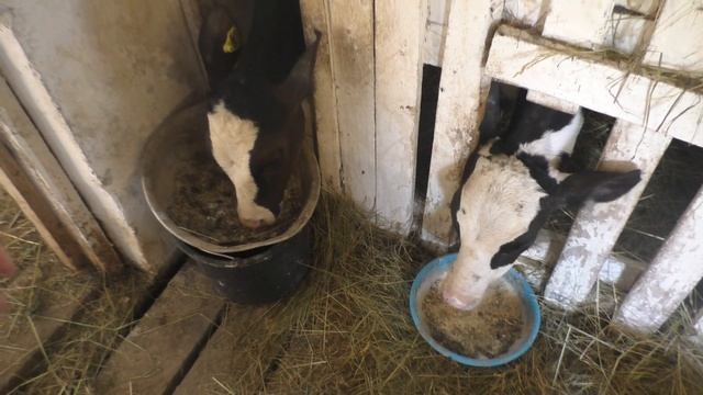 Кормление телят/Перевели телят на ЗЦМ (заменитель цельного молока) смотреть онлайн