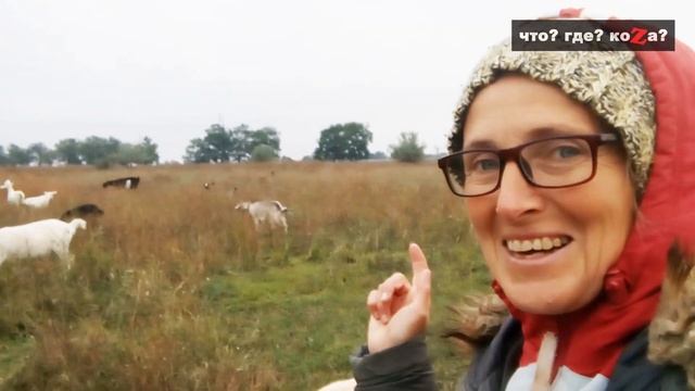 НАКОНЕЦ МОИ КОЗЫ ПОГУЛЯЛИ. (обошлось без эстрофана) смотреть онлайн