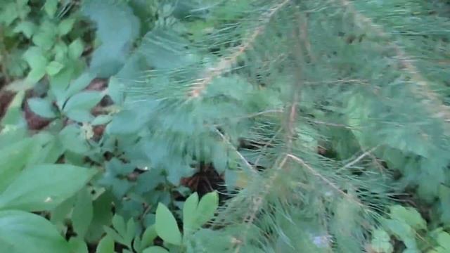 КИПАРИСОВИКИ, ЕЛЬ "КОНИКА", СОСНЫ, КЕДРЫ - САД В АВГУСТЕ смотреть онлайн