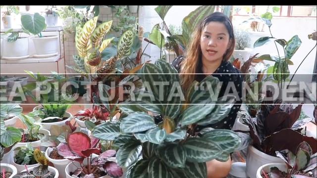 PRAYER PLANT COLLECTIONS | CALATHEA VARIETIES,
STROMANTHE, CTENANTHE, MARANTA | LOVEKYE 8 смотреть онлайн
