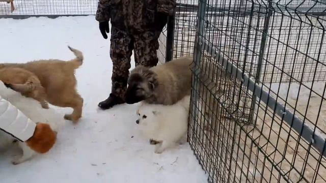 Белый лекарь. Елимбетово смотреть онлайн