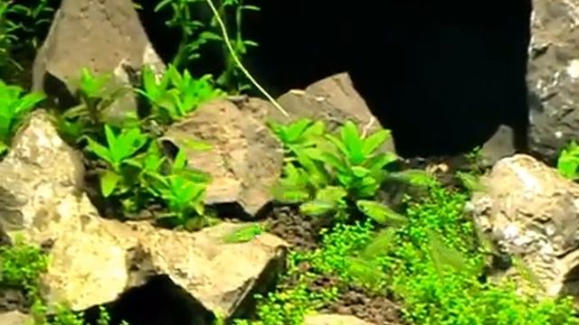 Microrasbora Kubotai Green смотреть онлайн