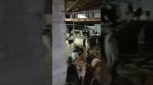 Вечерний привет от наших хвостиков, от хвостиков приюта Четыре лапы