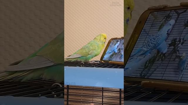 ? ? Как учить попугая говорить, используя урок для попугая?! смотреть онлайн