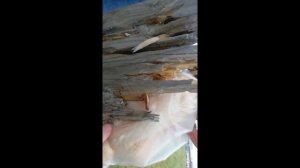 Леший 2.0 стрельба по птице на 100м