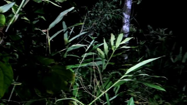 MUITO ASSUSTADOR O TERROR QUE PASSAMOS NA CASA ASSOMBRADA DA FLORESTA! смотреть онлайн