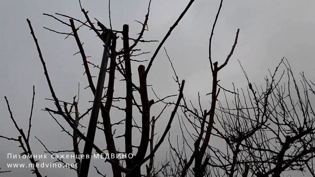 Обрезка сливы: до и после смотреть онлайн