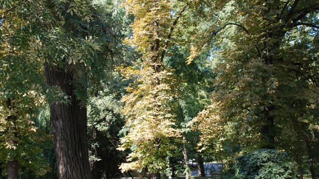 Saragossa Band - Wig Wam.mp4