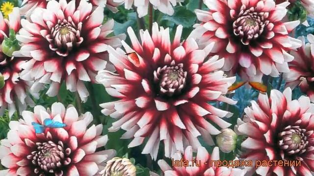 Георгина декоративная Сидлер Штольце ? обзор: как сажать, рассада георгины Сидлер Штольце смотреть онлайн