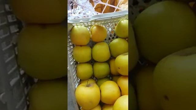 Яблоки сезонные красные, желтые и зеленые высший сорт Иран 2 смотреть онлайн