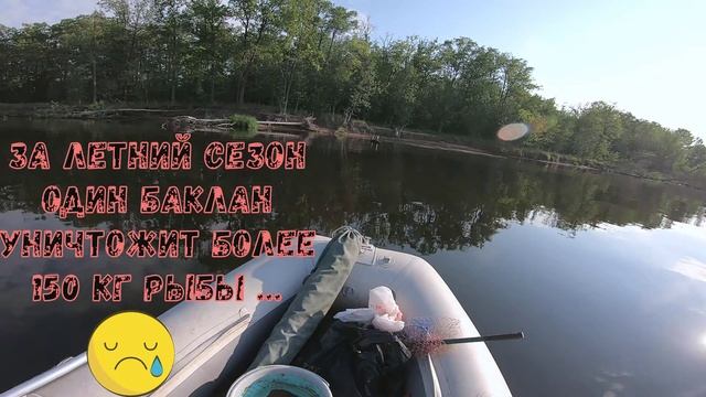 БАКЛАН / БАКЛАНЫ СЪЕДАЮТ РЫБУ НА ВОЛГЕ/ ПТИЦА БАКЛАН/ РЫБАЛКА НА ВОЛГЕ/ ВИДЕО БАКЛАНОВ/ ВИДЕО 2023 смотреть онлайн