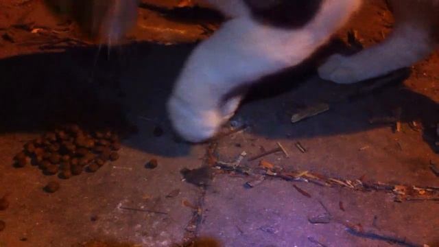 ОБЛЕЗЛЫЙ ХВОСТ ОПУХШАЯ ЛАПА смотреть онлайн