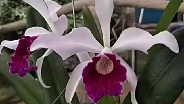 Cattleya purpurata var Vinicolor x Atropurpurea смотреть онлайн