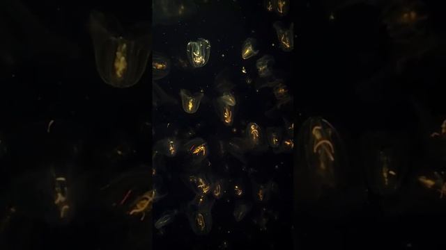светящиеся медузы