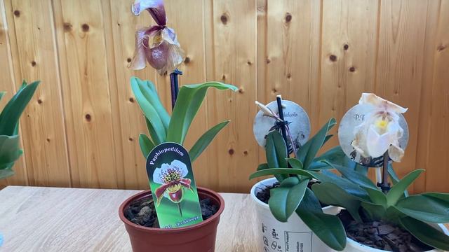 На хутор «Башмаки» едут новые пилигримы. Часть 3-я. 15 марта 2022 года. смотреть онлайн