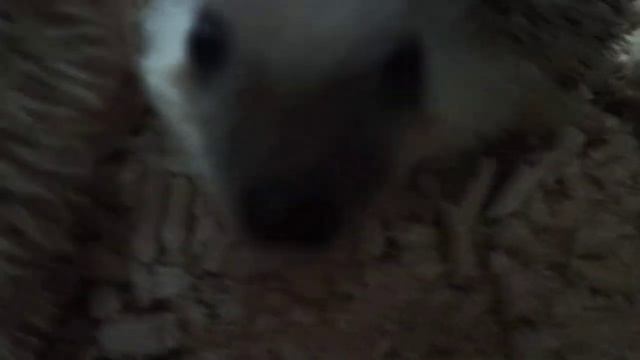 Ёжики??❤? смотреть онлайн