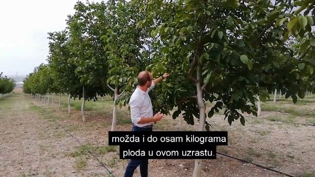 Sadnice Chandler Oraha od kompanije Walnut Trees смотреть онлайн