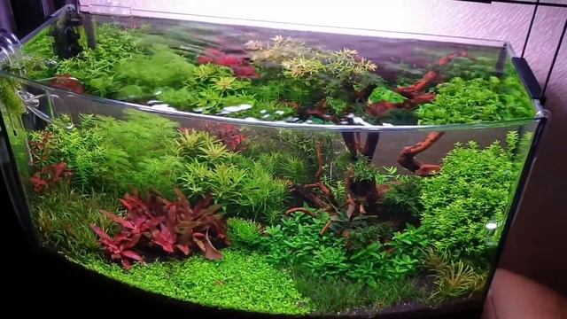 Месяц после запуска аквариума с живыми растениями 100л смотреть онлайн