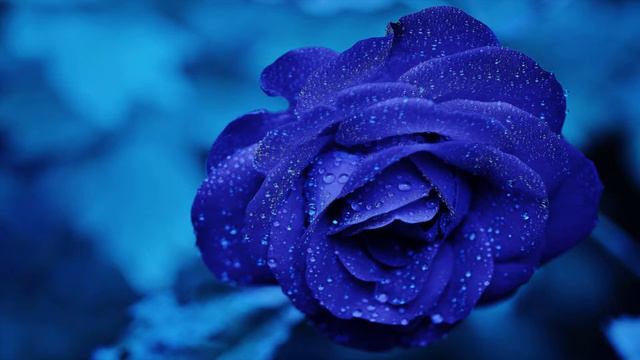 Blue Roses смотреть онлайн