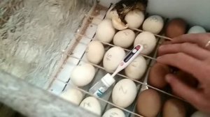 Инкубатор своими руками.