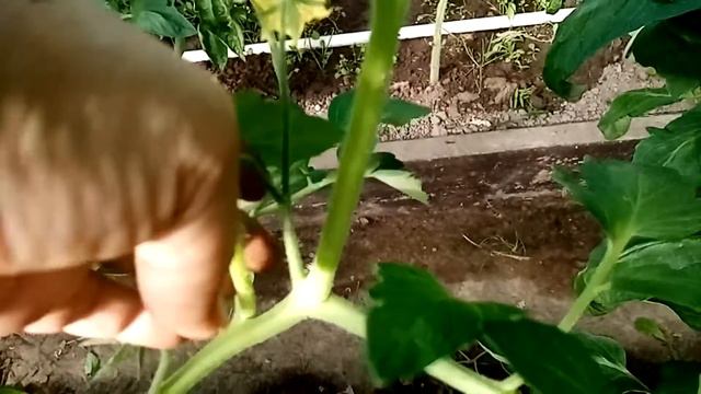 Нужен совет. Аномальные цветоносы на томатах  Жить дешево и сердито