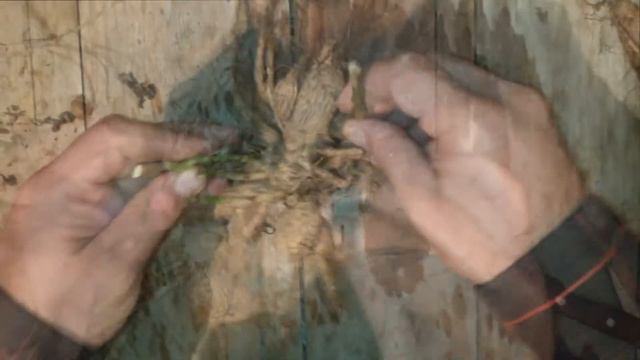 Kartofgülü yumrularının bölünməsi (Dividing Dahlia Bulbs) смотреть онлайн