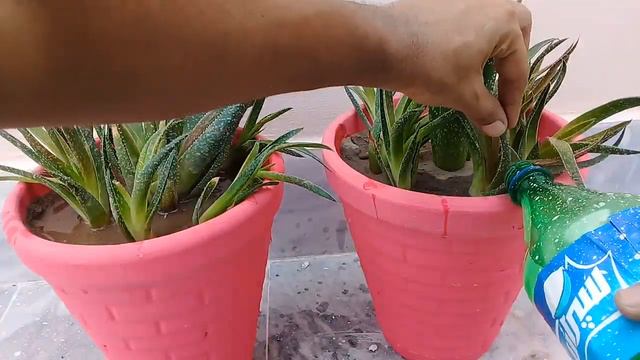 How to propagate Gasteraloe from Pup | How to grow and care Succulents смотреть онлайн