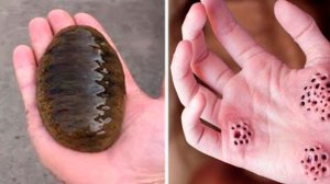 Если Увидите ЭТО в Воде, Сразу Же Выбирайтесь Из Нее