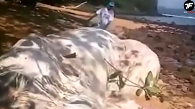 На Камеру Попало Самое Большое Существо за Всю Историю! Топ 10 смотреть онлайн