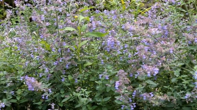 Rosarium garden / Большой розарий в Сокольниках смотреть онлайн