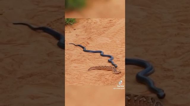 Black King cobra ? vs Russell viper very dengerous fight смотреть онлайн