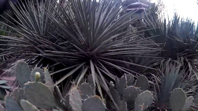 Отдых в Крыму - Бал Хризантем | Никитский Ботанический Сад #booking