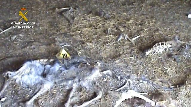 2018-08-03_maltrato_animal_madrid смотреть онлайн