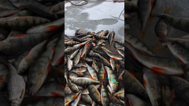 Популярные цвета #рыбалка смотреть онлайн