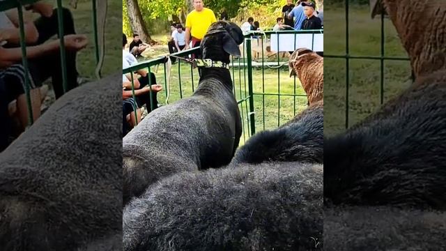 МАКСИМУС #АРАШАН#БАРАНЫ#ОВЦЫ#ФЕРМА смотреть онлайн