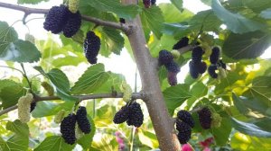 Шелковица Чёрный Гигант