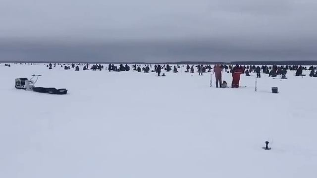 Борок смотреть онлайн