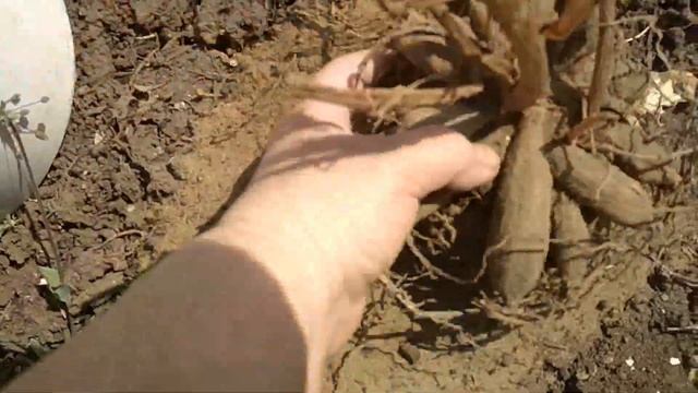 Высаживаем георгины весной в открытый грунт. //We plant dahlias in the open ground.// смотреть онлайн