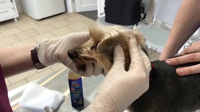 Как чистить ушки кошке или собаке смотреть онлайн