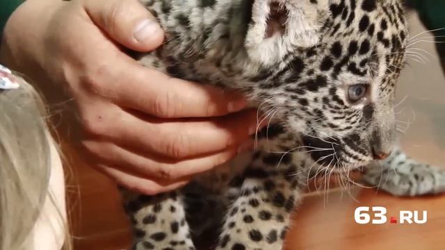 Детеныши ягуара: 3 кг «мимишности» смотреть онлайн