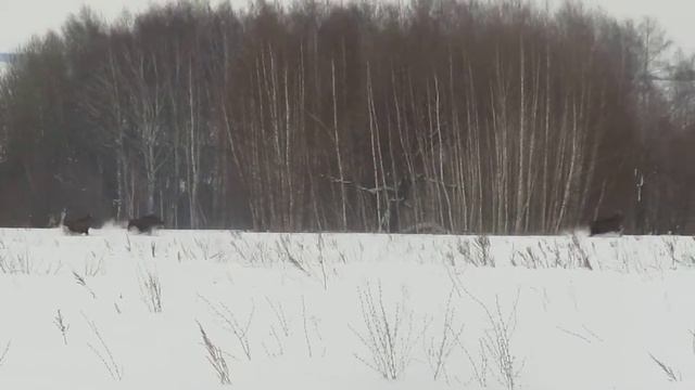 Животный мир Лосиха и молодые лосята смотреть онлайн