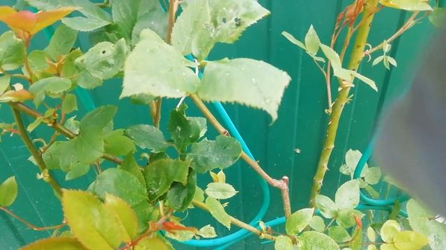 Розы. Реакция роз на янтарную кислоту спустя 2 недели. смотреть онлайн