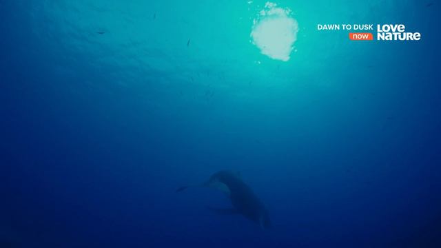 От рассвета до заката / Dawn To Dusk Серия 5 Тихоокеанские острова суматоха в океане смотреть онлайн