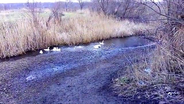 Датский легарт, племенное стадо. смотреть онлайн