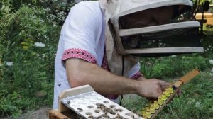 Прививочный ящик и вывод маток