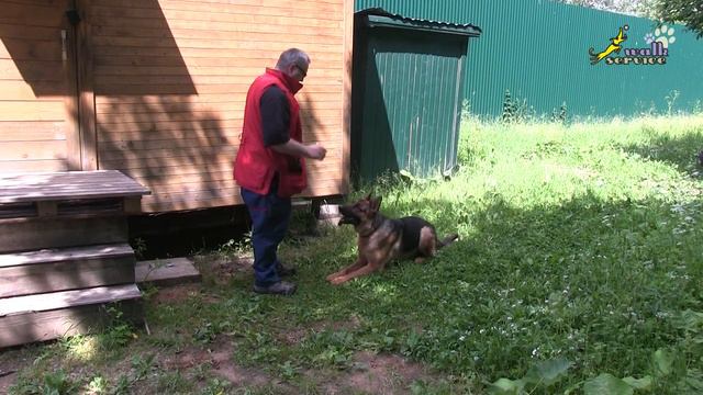 Дрессировка немецкой овчарки, возбуждение игрой, торможение работой и мяч за спокойствие и внимание смотреть онлайн