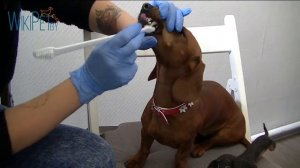 Как и чем чистить зубы собаке | Чистим зубы таксе